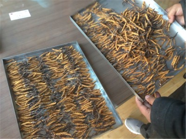 確保制藥凍干機(jī)高效運(yùn)行的參數(shù)設(shè)置技巧與方法