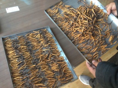 蟲(chóng)草凍干2.jpg